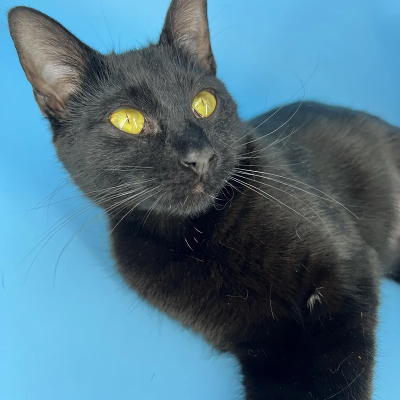 Polkadot thumbnail 5