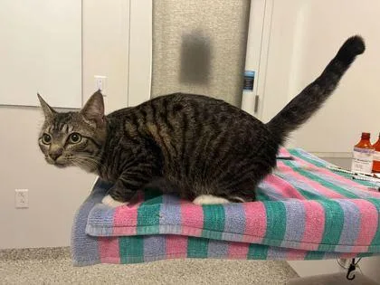 An adult medium-sized female Brown / Chocolate Domestic Short Hair cat named My Cabbages! for adoption in Kansas City, MO