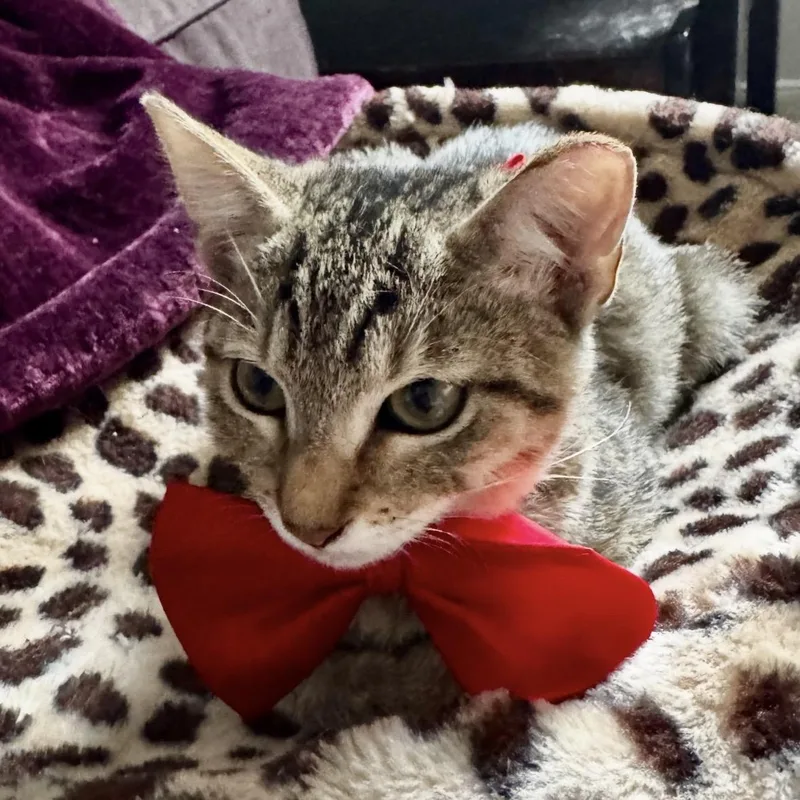 A young medium-sized female Tabby (Brown / Chocolate) Tabby cat named Sabrina for adoption in Porter, TX
