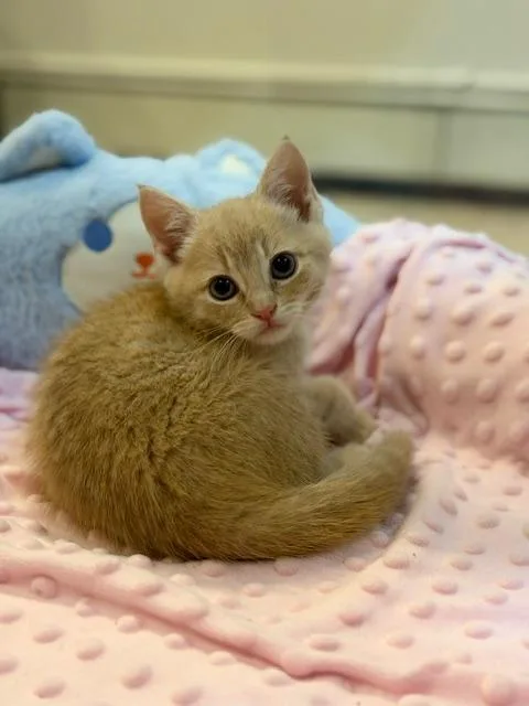 A baby medium-sized female Buff / Tan / Fawn Domestic Short Hair cat named Champagne for adoption in Wayne, NJ