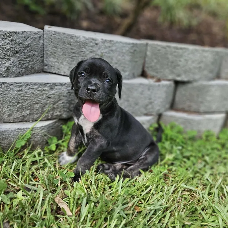 A baby medium-sized female Black Pit Bull Terrier dog named Mia for adoption in Griswold, CT