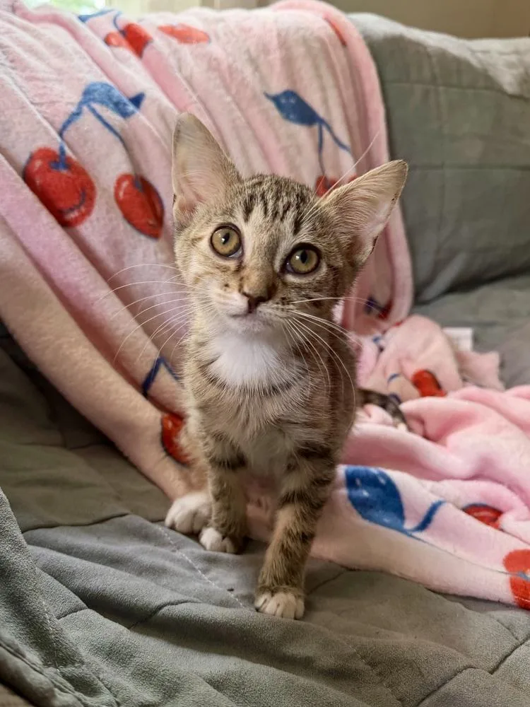 A baby small-sized female Domestic Short Hair cat named Corned Beef for adoption in Homer Glen, IL