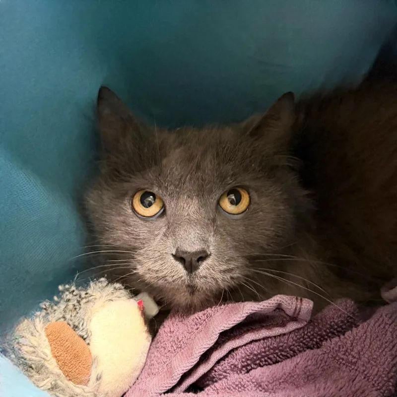 An adult small-sized female Domestic Long Hair cat named Stormy for adoption in State College, PA
