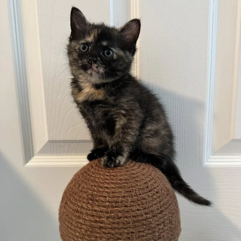 A baby medium-sized female Tortoiseshell Domestic Short Hair cat named Libertas for adoption in Apex, NC