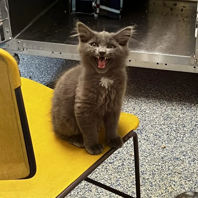 A baby small-sized male Domestic Short Hair cat named Boo for adoption in Port Townsend, WA