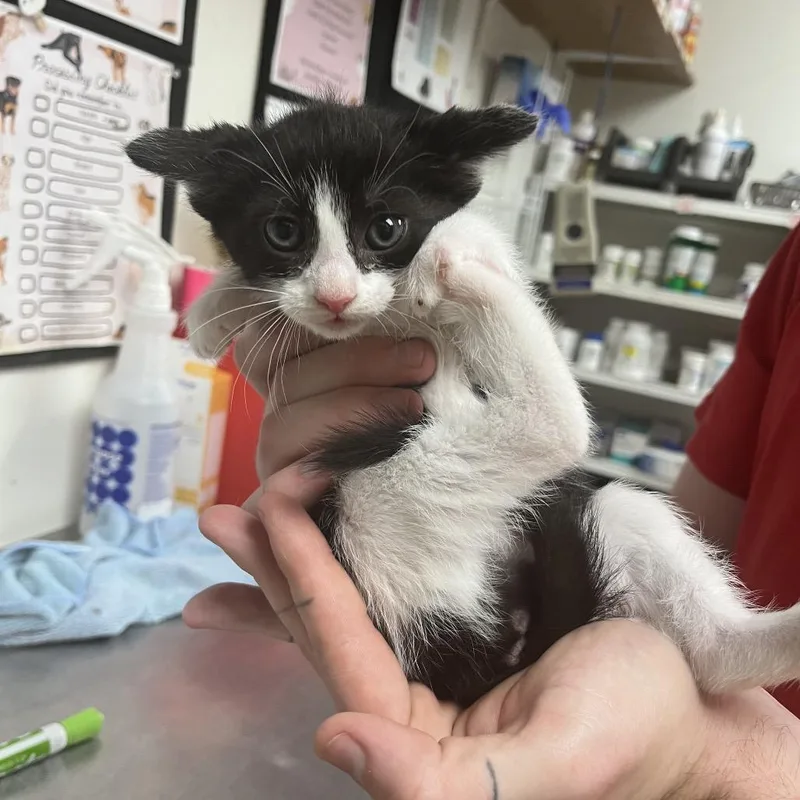 A baby small-sized female Black Domestic Short Hair cat named Currrie for adoption in Birmingham, AL