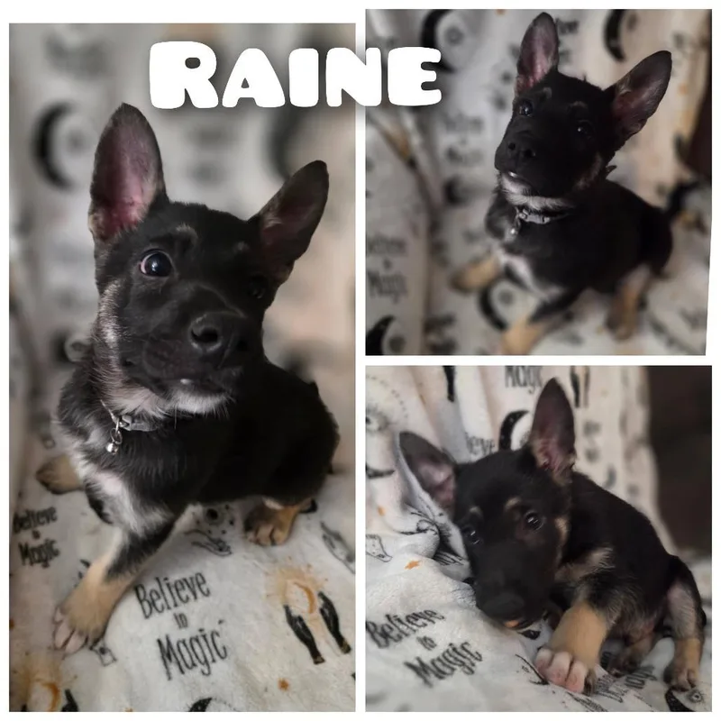 Raine