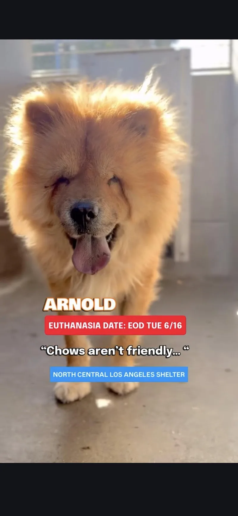 Arnold Palmer Chow thumbnail 3