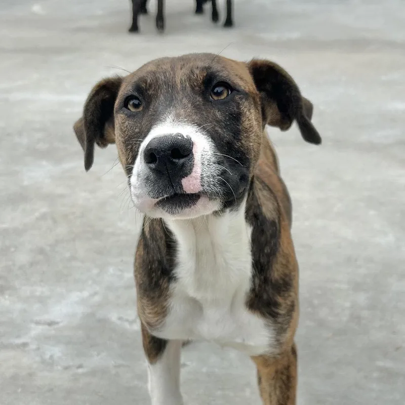 A young medium-sized male White / Cream American Bulldog dog named Rugar for adoption in Birmingham, AL