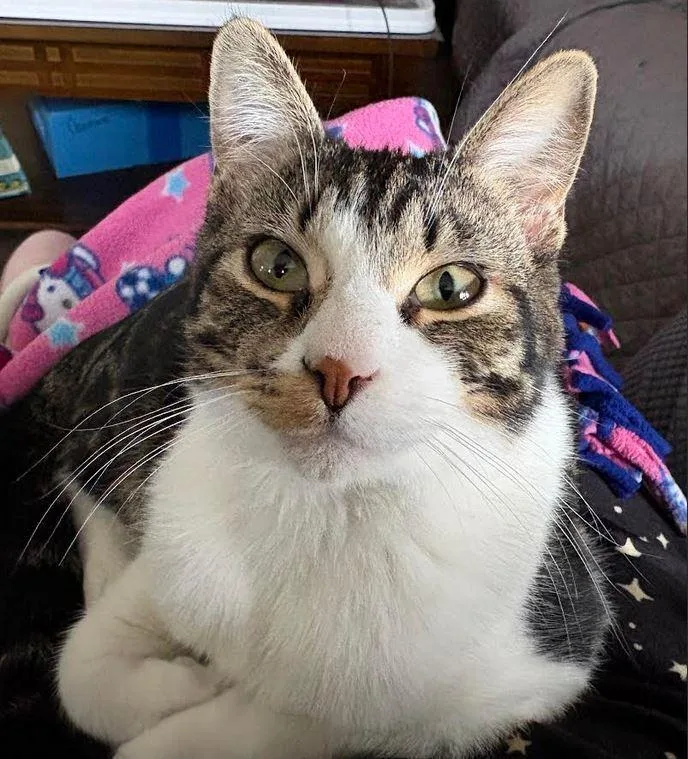 Mr. Spock thumbnail 2