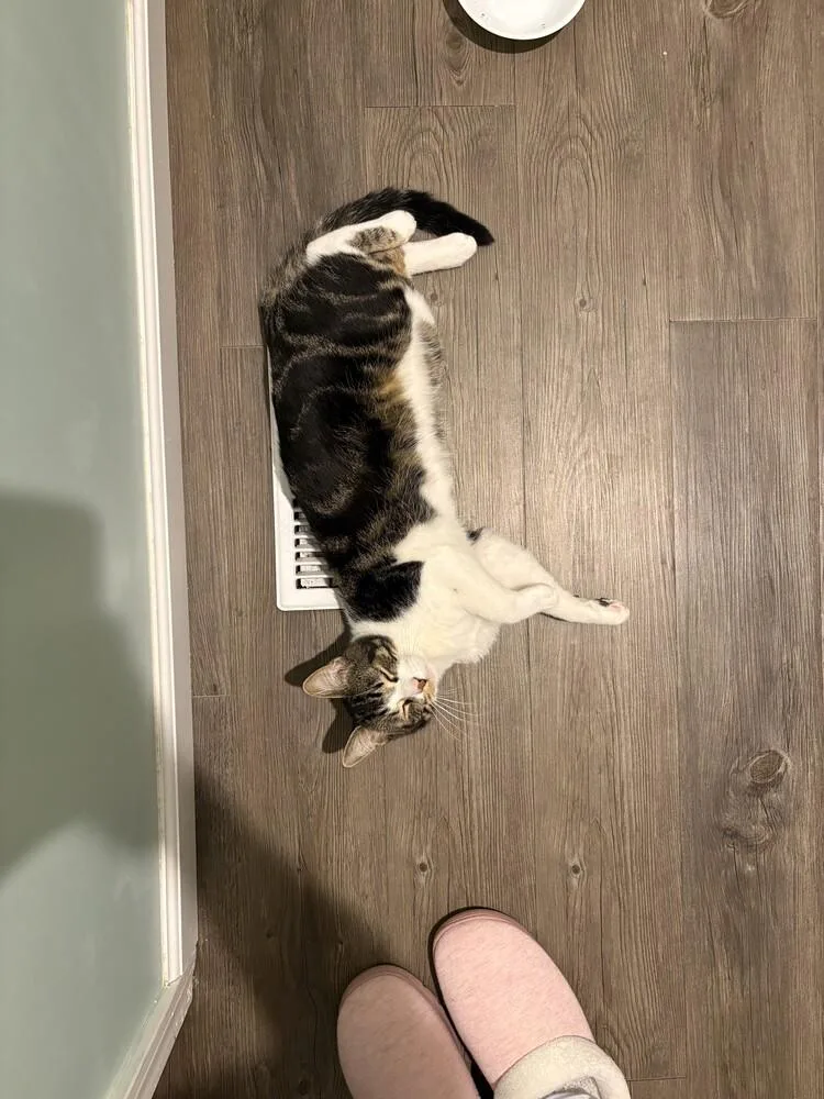 Mr. Spock thumbnail 4