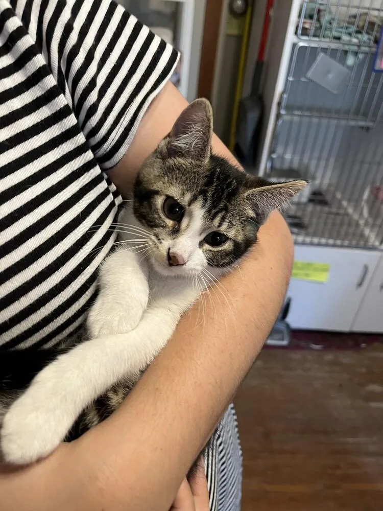 Mr. Spock thumbnail 5