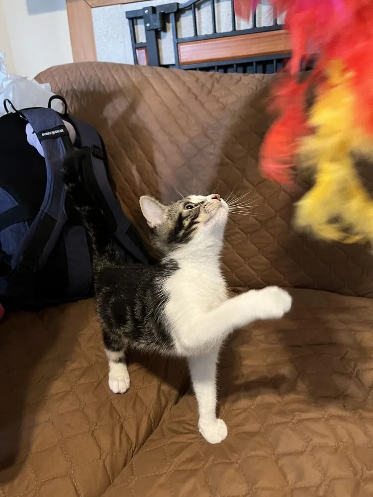 Mr. Spock thumbnail 6