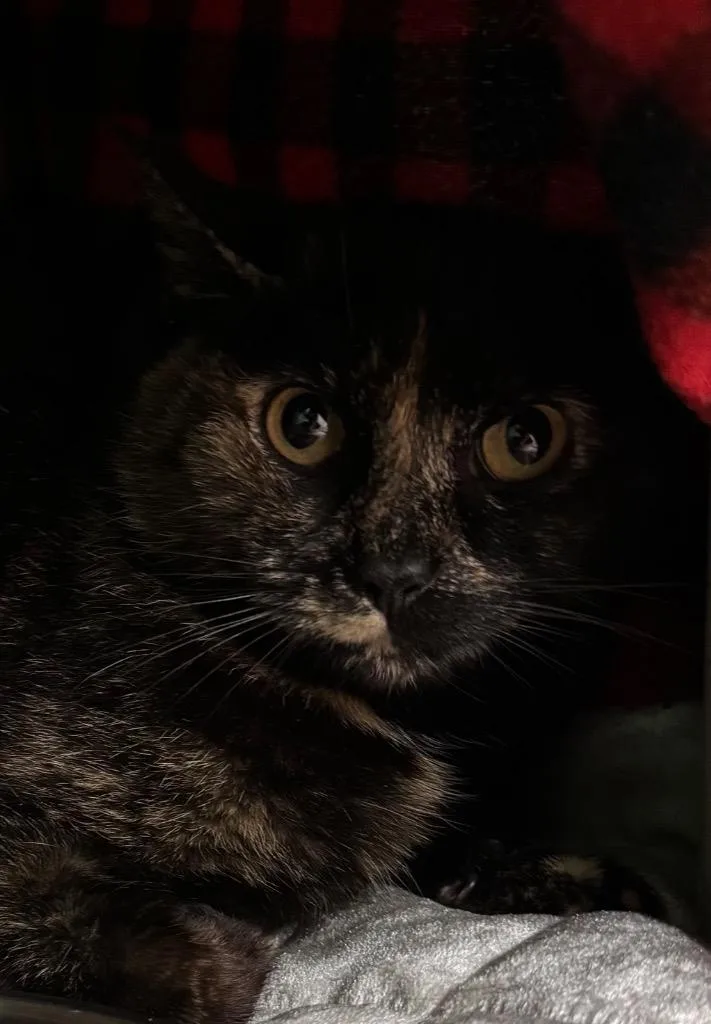 A young medium-sized female Domestic Short Hair cat named Pixel for adoption in Olean, NY