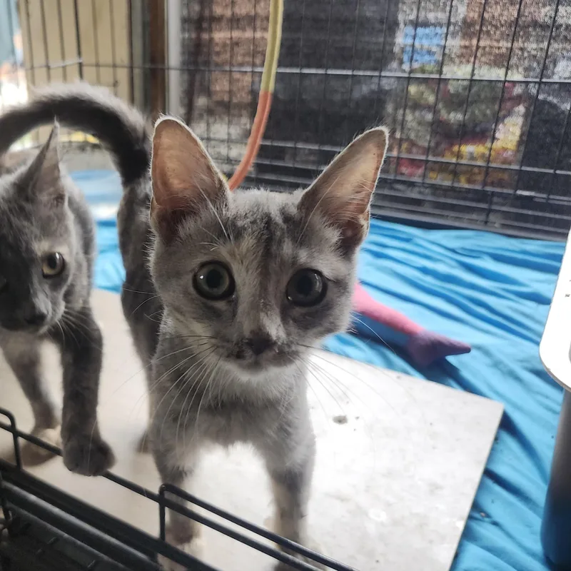 Itsy And Bitsy thumbnail 3