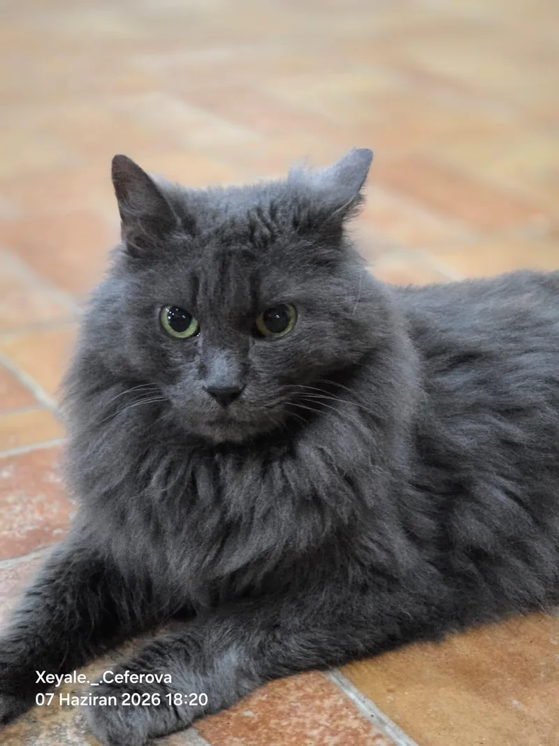 An adult medium-sized female Gray / Blue / Silver British Longhair cat named Nayla for adoption in New York, NY