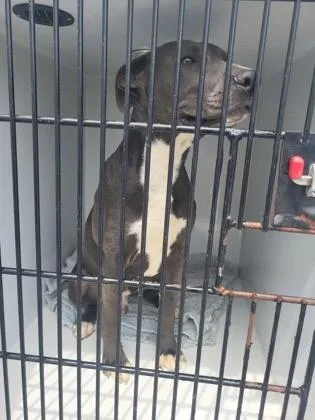 An adult medium-sized male Pit Bull Terrier dog named Baker for adoption in Atlanta, GA
