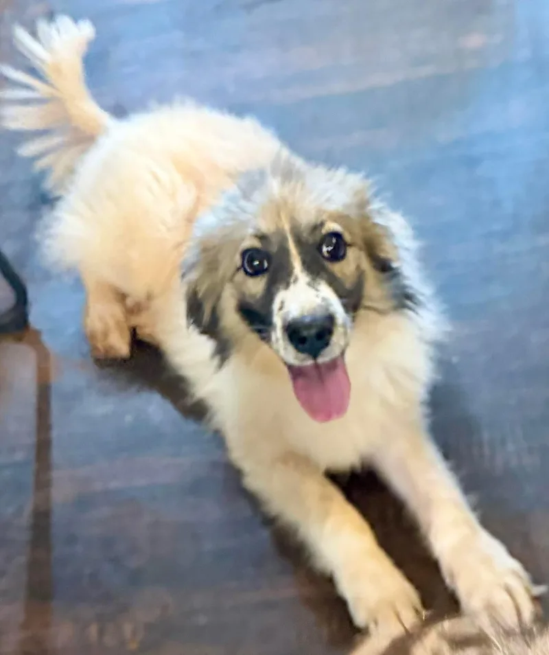 A young large-sized female German Shepherd Dog dog named Saganaki for adoption in New Baltimore, MI