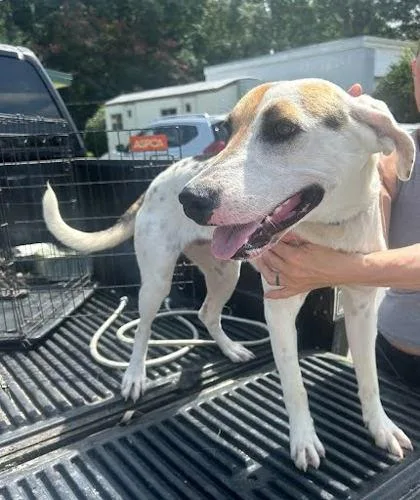 A young medium-sized female Treeing Walker Coonhound dog named Peaches for adoption in Picayune, MS