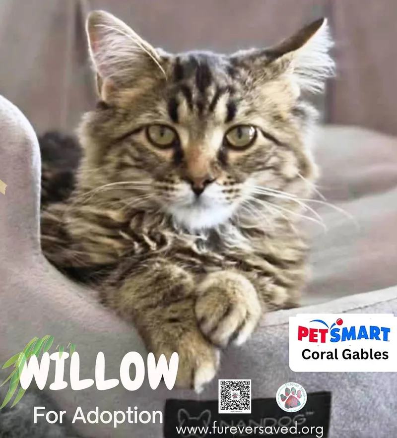 A baby small-sized female Brown / Chocolate Domestic Short Hair cat named Willow for adoption in Miami, FL