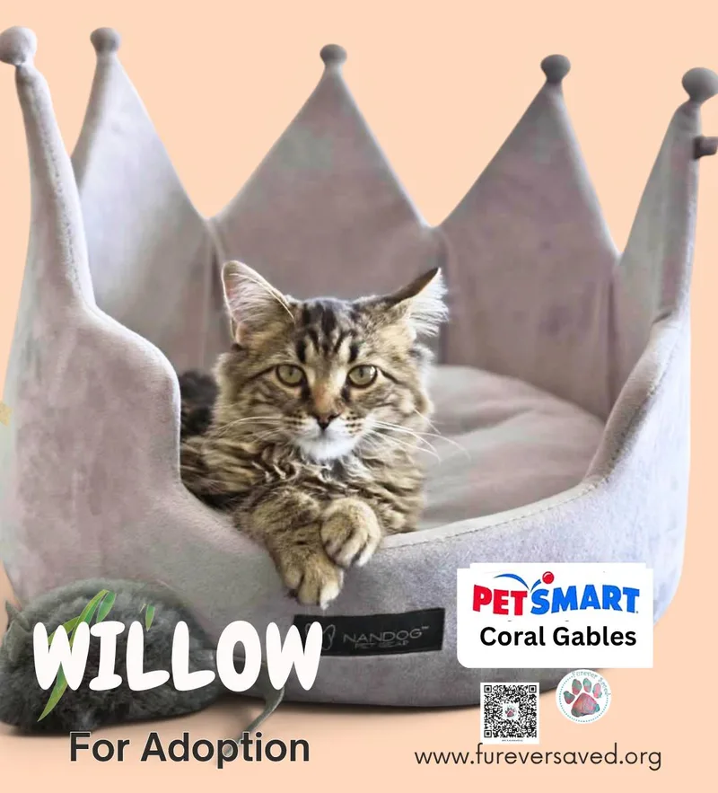 Willow thumbnail 3