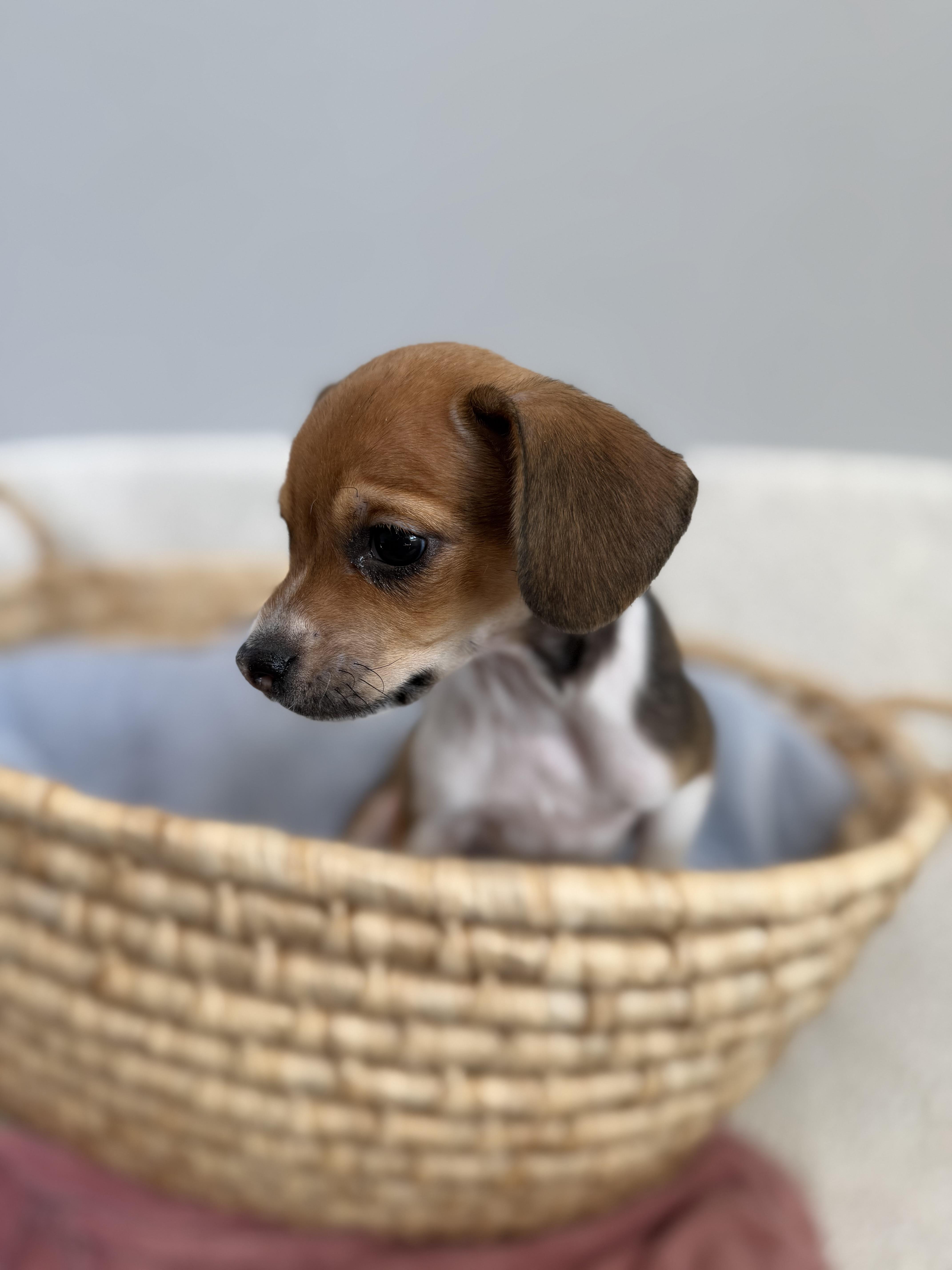 A baby small-sized male Tricolor (Brown, Black, & White) Beagle dog named Finch for adoption in Lawrenceville, GA