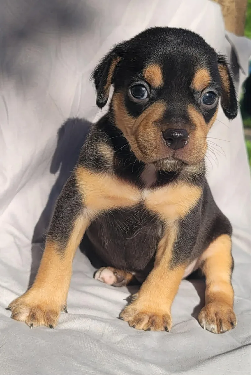 A baby medium-sized male Terrier dog named Tater for adoption in Grand Bay, AL