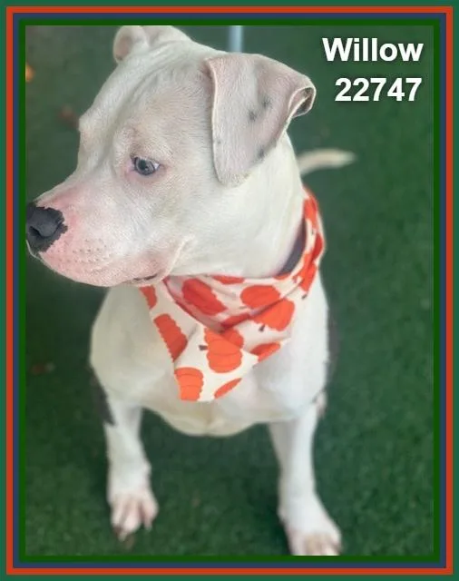 An adult medium-sized female Pit Bull Terrier dog named Willow for adoption in Marietta, GA