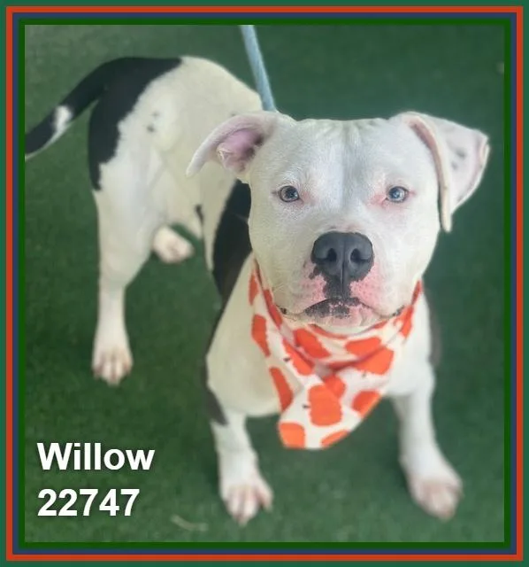 Willow thumbnail 2