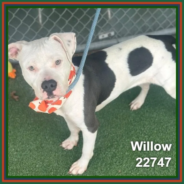 Willow thumbnail 3