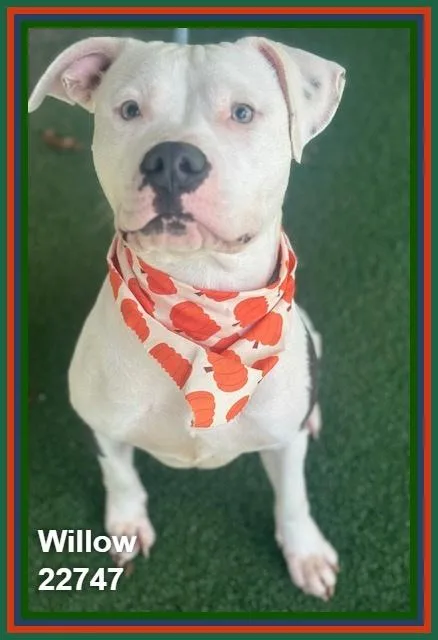Willow thumbnail 5