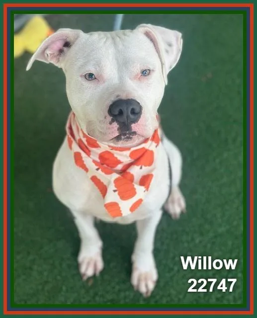 Willow thumbnail 6