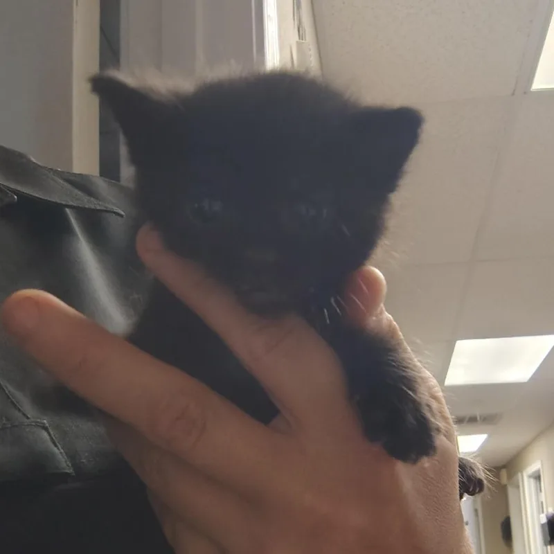 A baby small-sized female Black Domestic Short Hair cat named Csasstray for adoption in Springtown, TX