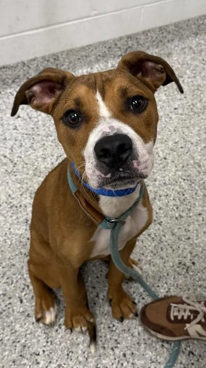 A young medium-sized male Brown / Chocolate Pit Bull Terrier dog named Cleetus for adoption in Kansas City, MO