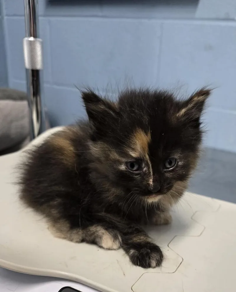 A baby small-sized female Domestic Short Hair cat named DreamCloud for adoption in Evansville, IN