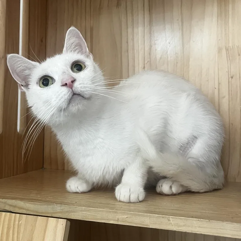 An adult medium-sized female White Domestic Short Hair cat named Secret for adoption in Yucca Valley, CA