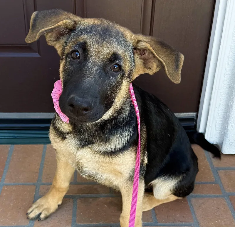 A baby medium-sized female Bicolor German Shepherd Dog dog named Maisie for adoption in Newport Beach, CA