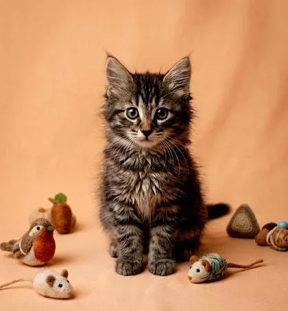 A baby small-sized female Domestic Medium Hair cat named Taro for adoption in Cumming, GA