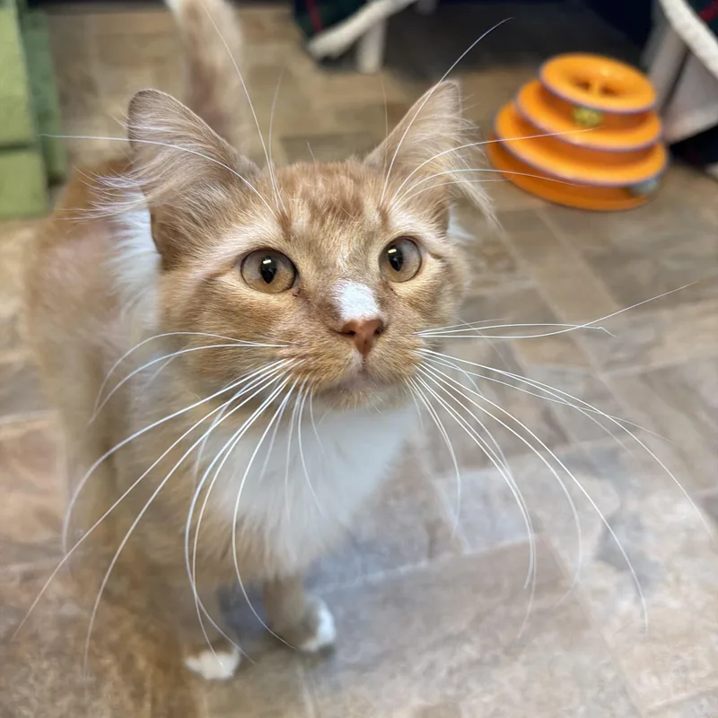 An adult medium-sized male Orange & White Domestic Long Hair cat named Garfield for adoption in Dodgeville, WI