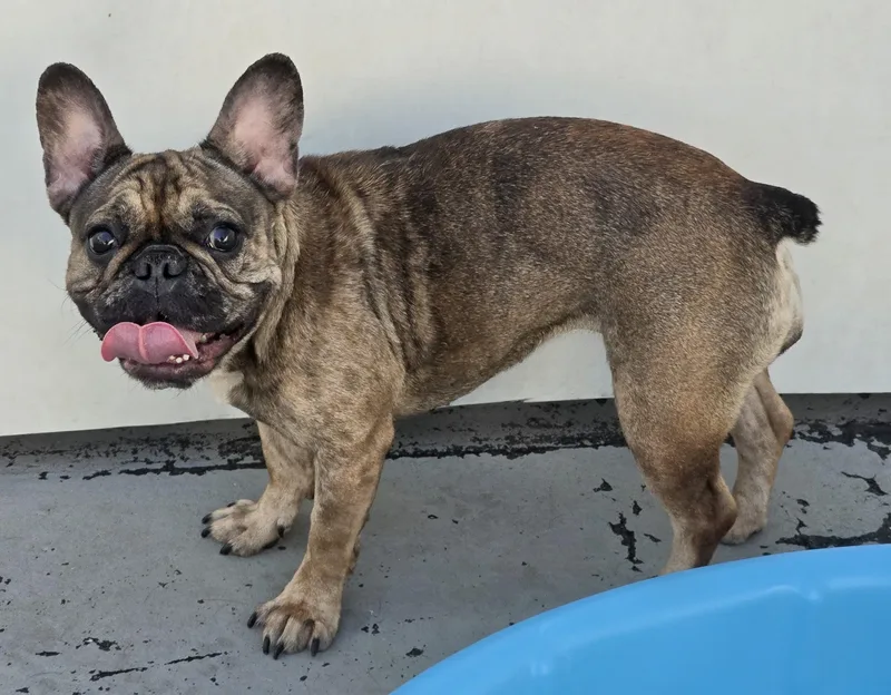 An adult small-sized female Merle (Red) French Bulldog dog named Chrystil for adoption in Amityville, NY