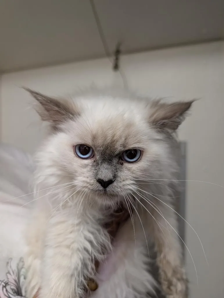 A baby large-sized female Ragdoll cat named Wilnemina for adoption in Sidney, NY