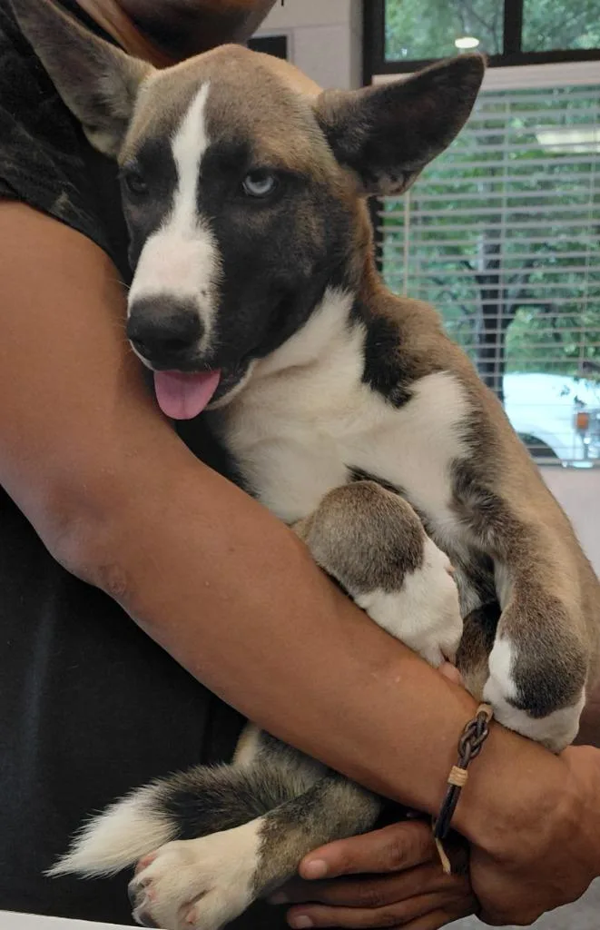 A baby large-sized female Husky dog named Sasha for adoption in Henderson, NC