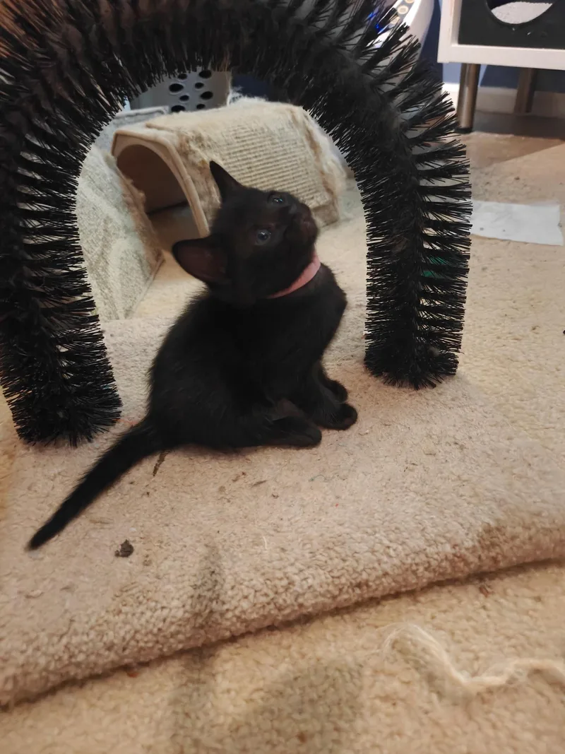 A baby medium-sized female Domestic Short Hair cat named Elia for adoption in Buford, GA