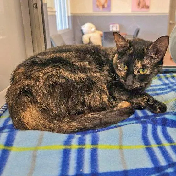 An adult medium-sized female Domestic Short Hair cat named Saint Chapelle for adoption in Hilton Head Island, SC