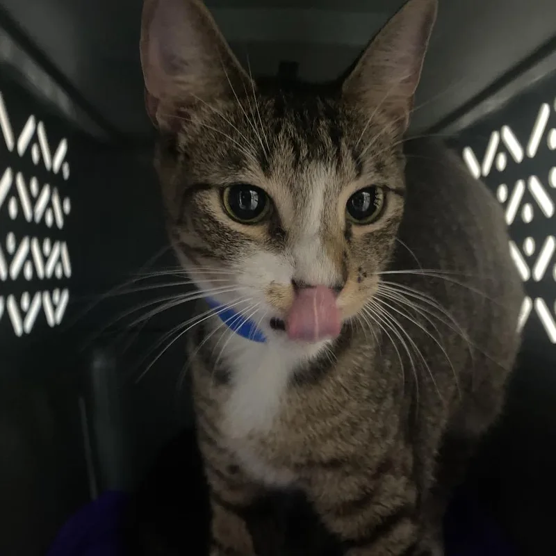 A young medium-sized male Brown / Chocolate Domestic Short Hair cat named Ozzy for adoption in Lakeland, FL