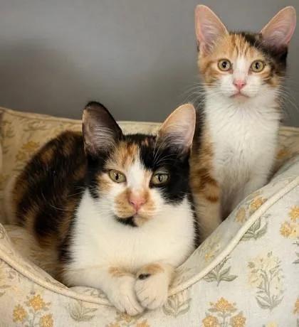 An adult medium-sized female Domestic Short Hair cat named Elowen for adoption in Port Saint Joe, FL