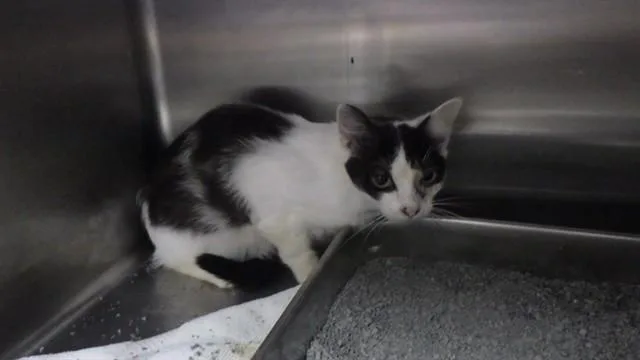 A young small-sized female Domestic Short Hair cat named Cora for adoption in Augusta, GA