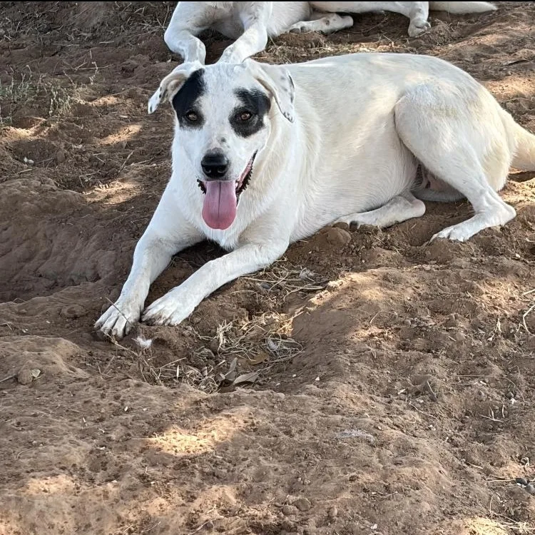 An adult medium-sized female Labrador Retriever dog named June for adoption in Paradise, TX
