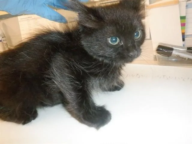 A baby small-sized female Domestic Medium Hair cat named A for adoption in San Jose, CA