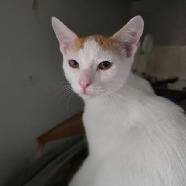 A baby small-sized male American Shorthair cat named Bennet for adoption in Houston, TX